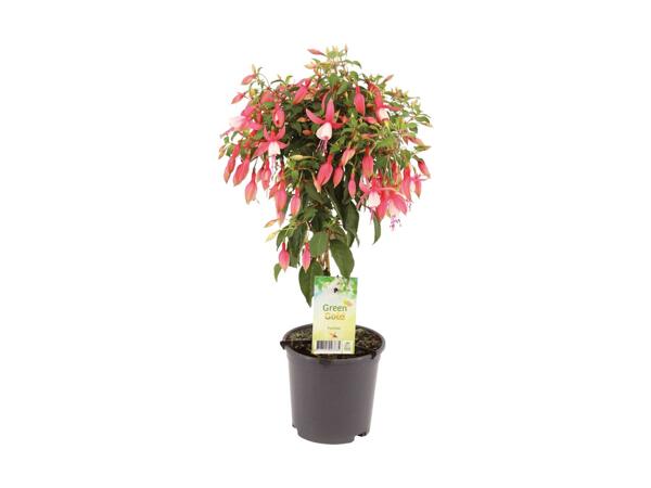 Opstammet terrasseplante
