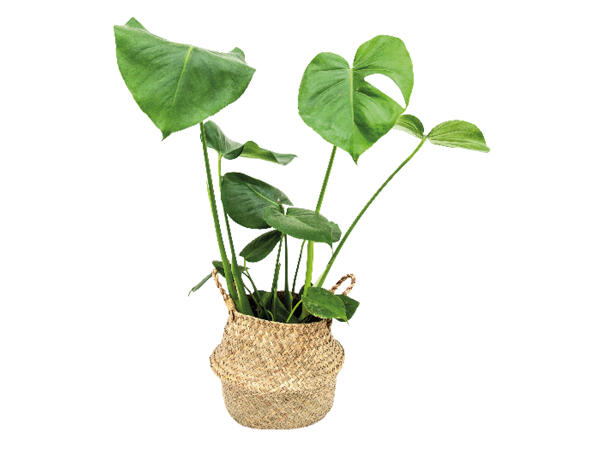 Monstera in Alibaba Basket