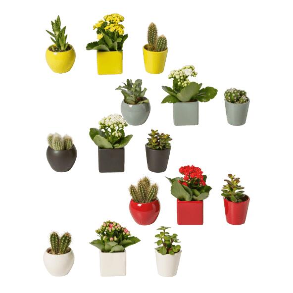 Miniplantes, 3 pcs