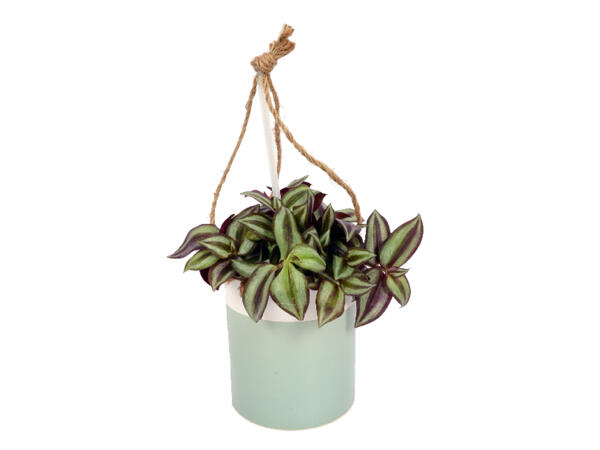 Green Plant in Hanging Pot
