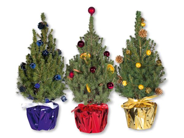 Fir