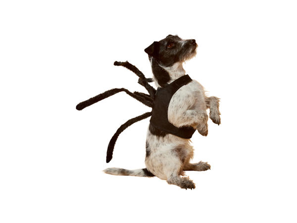 Dog Costume