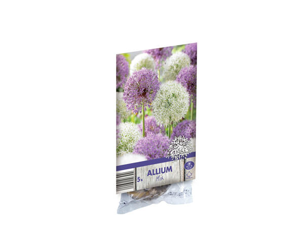 Bulbes d'Allium