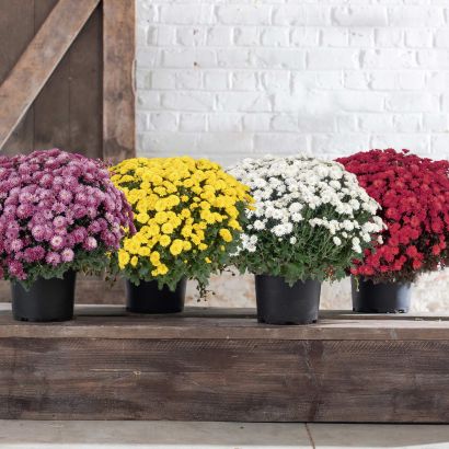 Chrysanthème