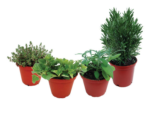 Potted Herbs