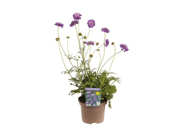 Pincushion Flower