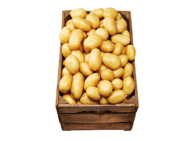 Potatis