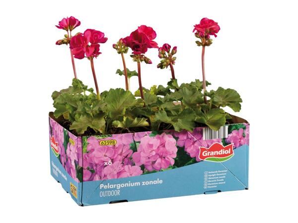 Upright Geraniums