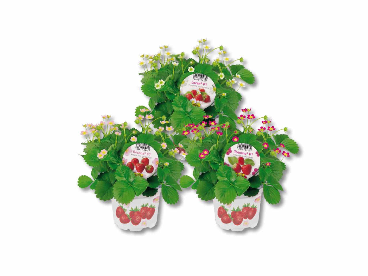 Piantine di fragole