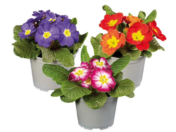 Primrose XXL