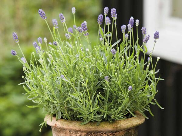 Lavendel "Felice"