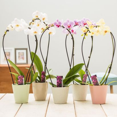 Orchidee