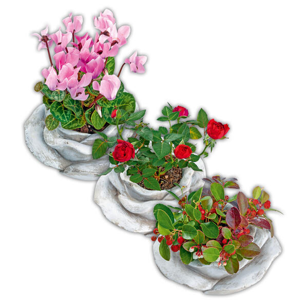 Bepflanzte Steinrose