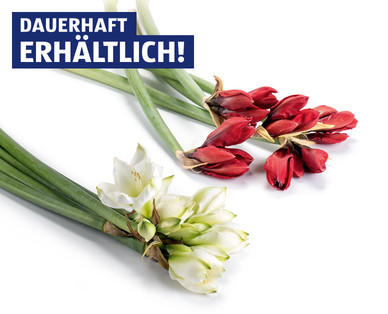 Amaryllis
