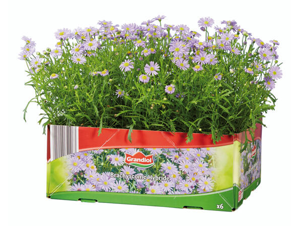 Plantes pour parterres et bacs