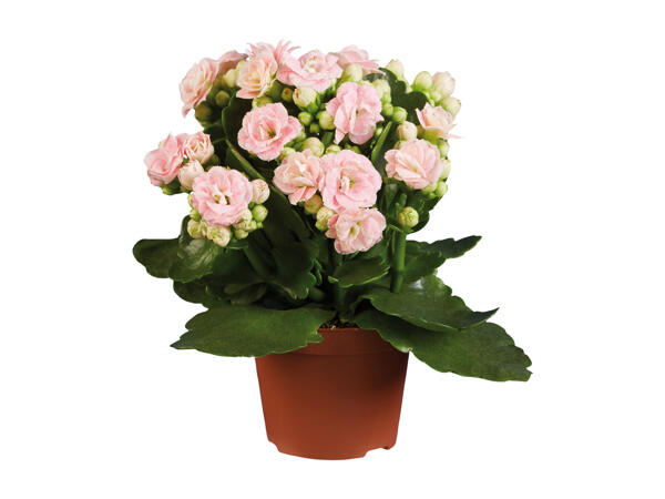Mini Kalanchoe