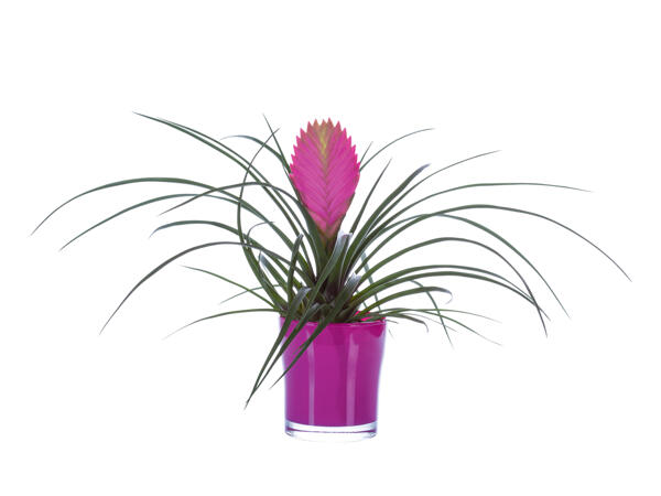 Air Plant
