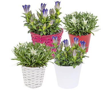 EDELWEISS/ENZIAN