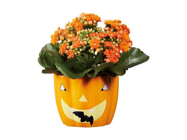 Pumpkin Plant