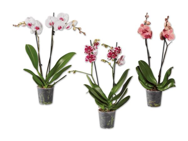 Schmetterlingsorchidee 2-Trieber