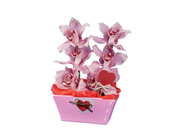 Cymbidium Orchid, 6 Blooms