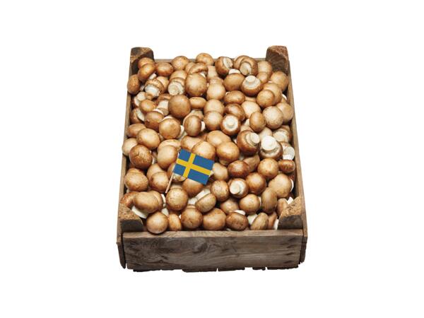 Skogschampinjoner