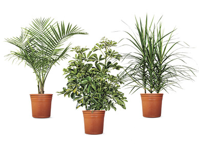 10" Tropical Plant