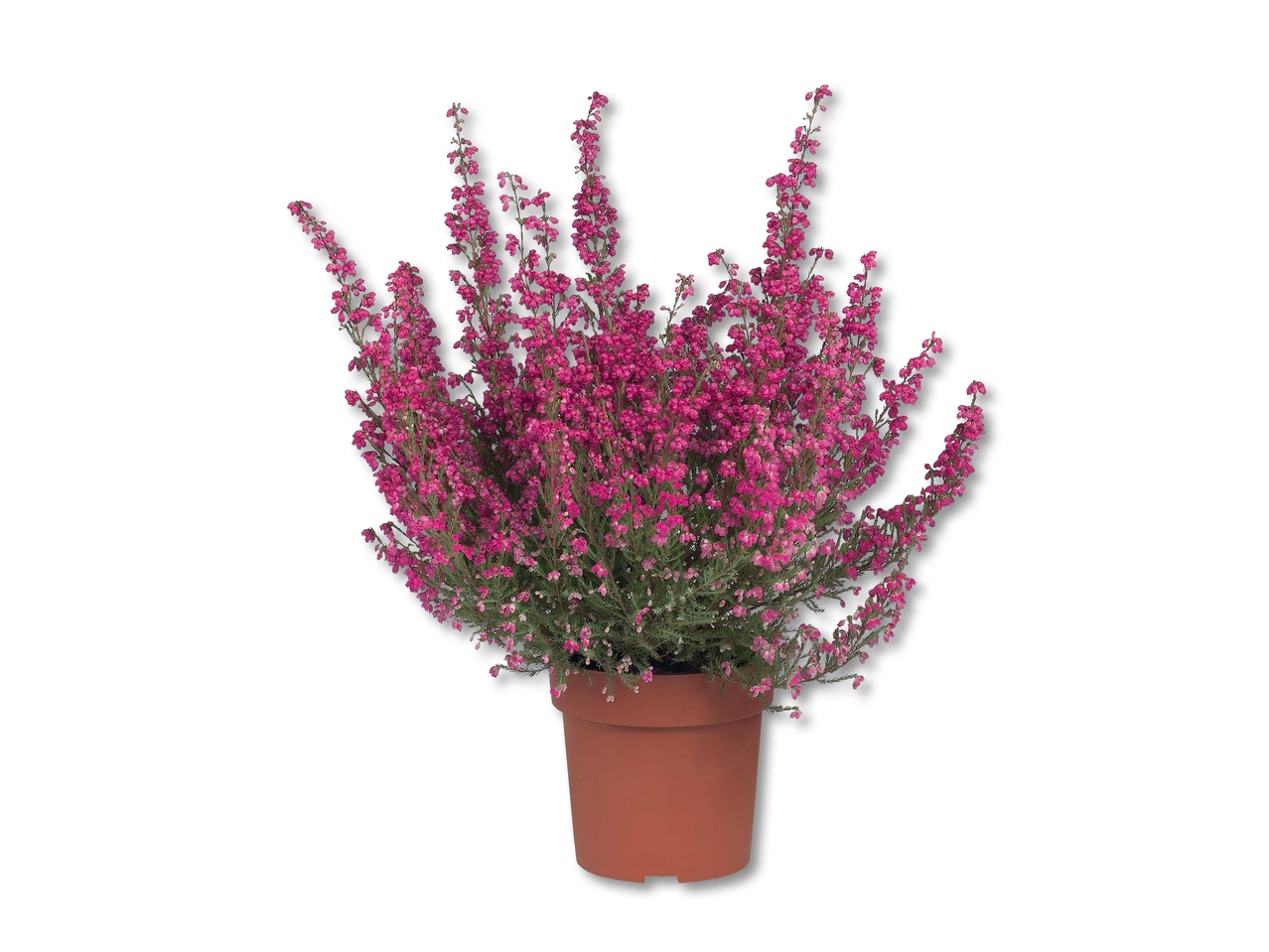 Erica Gracilis