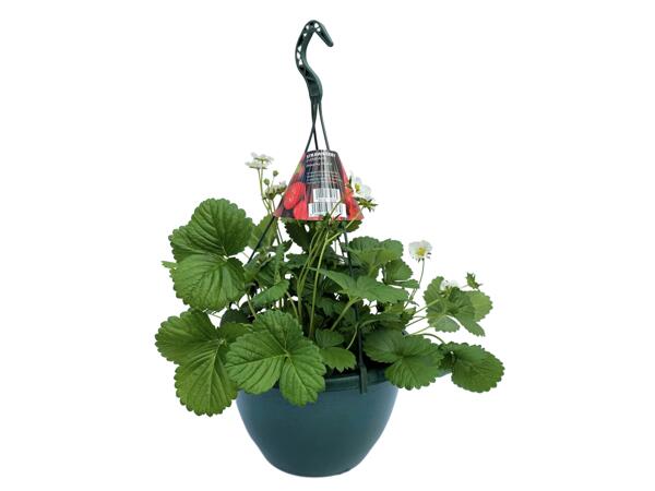 Strawberry Hanging Basket