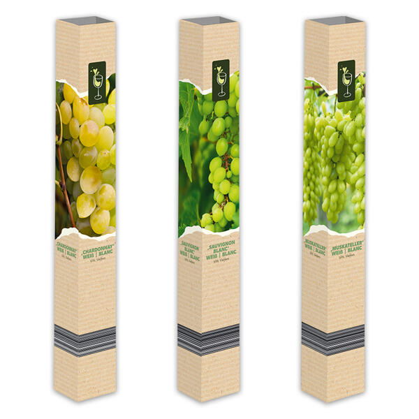 Weinrebe XXL