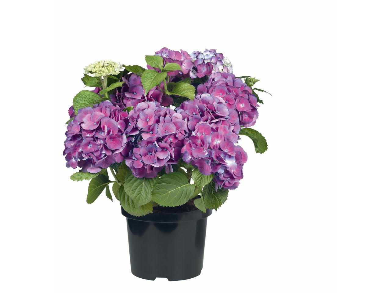 Tuinhortensia