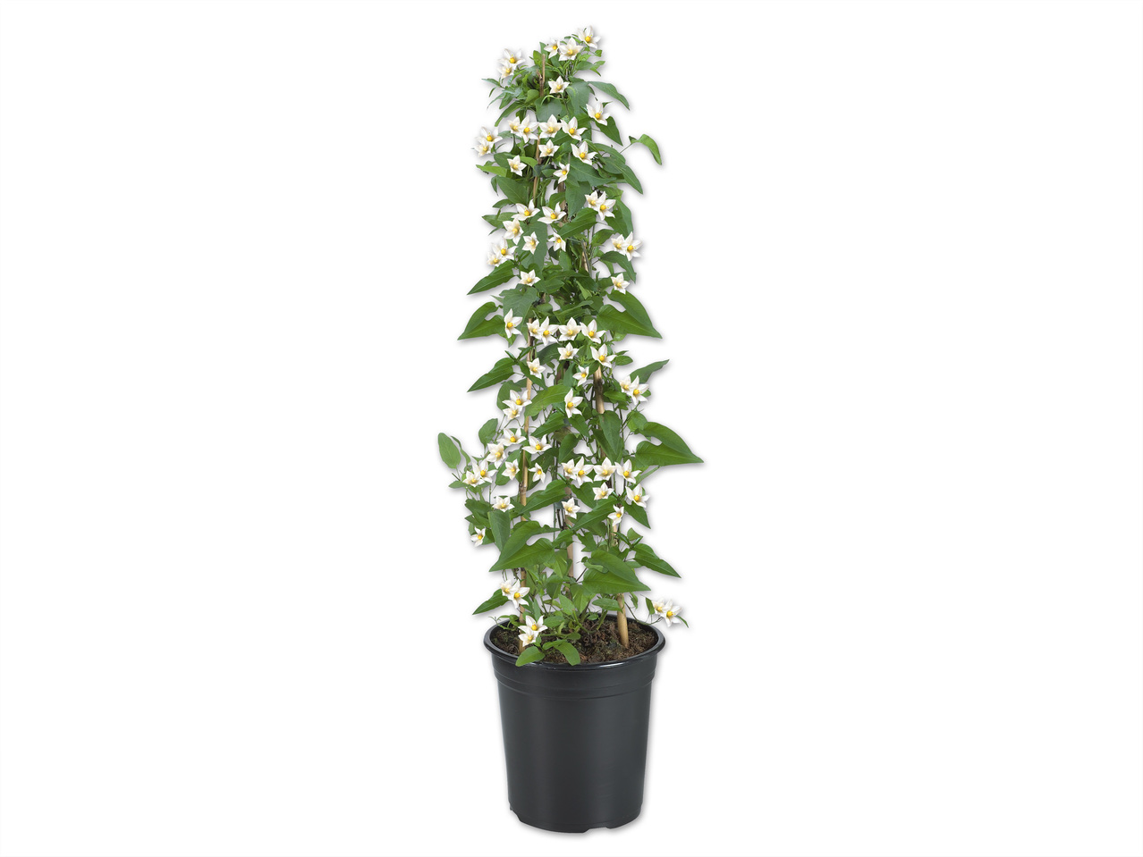 Solanum Jasmin Säule