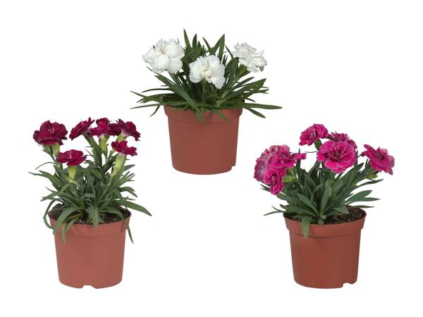 Œillets (dianthus)