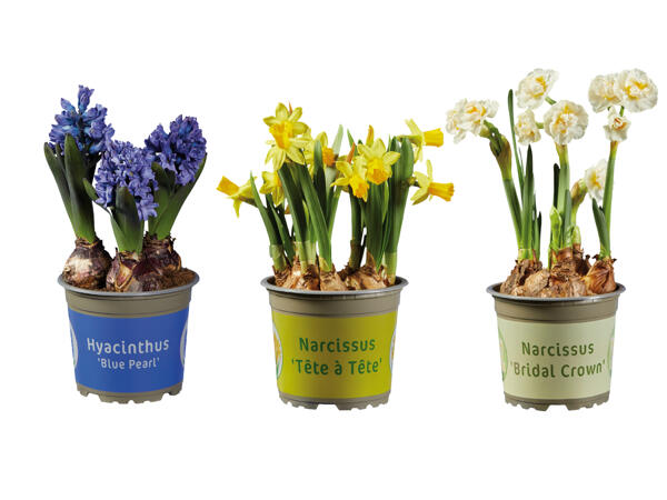 Bulbs