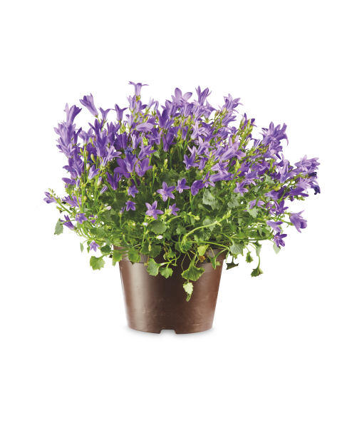 Campanula