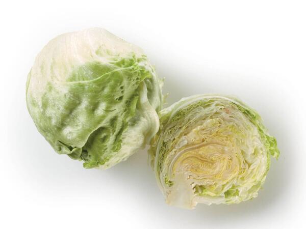 Lettuce iceberg