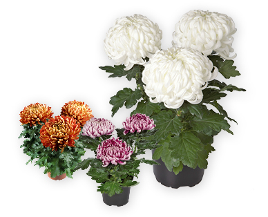 Chrysanthème avec 3 fleurs