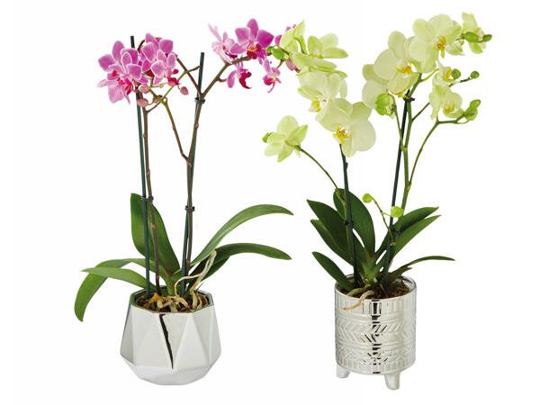Orchidee 2-Trieber im silbernen Keramiktopf