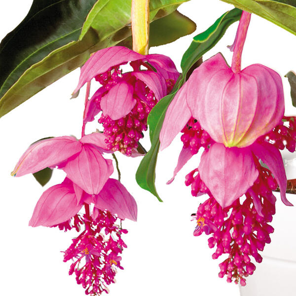 Medinilla magnifica