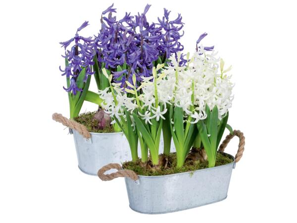 Hyacinths