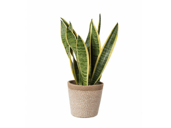 Green Plants in Jute Pots