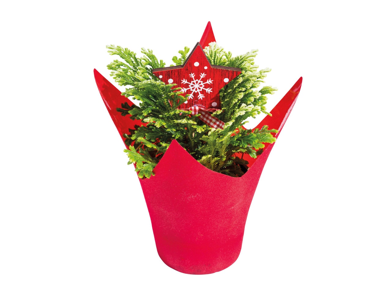 Spike Moss in a Decorative Pot1