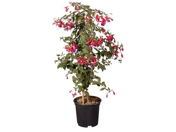 Fuchsienhochstamm