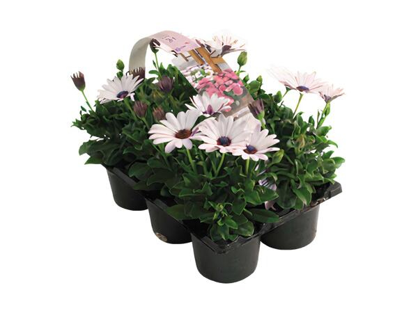 Spanske margueritter i 6‘er bakke