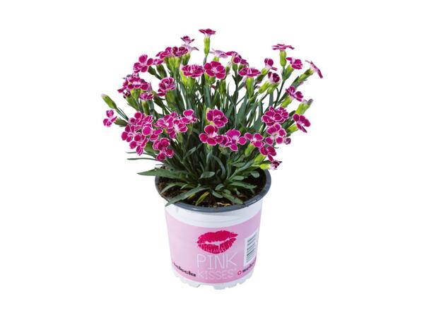 Dianthus "Pink Kisses"