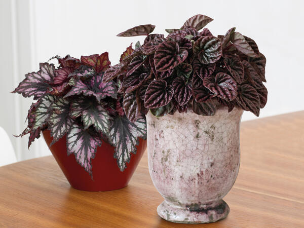 Peperomia eller Begonia