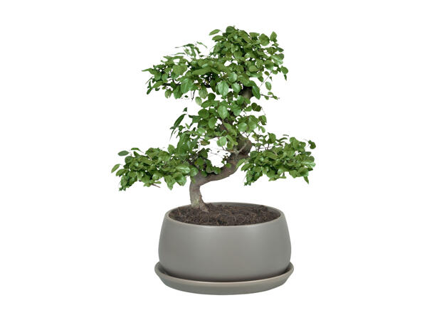 Bonsai