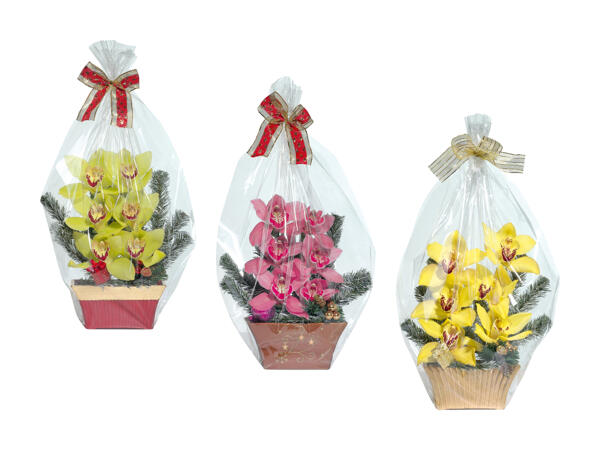 Orchidées de Noël, 6 fleurs