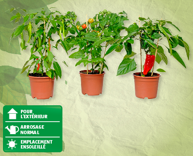 Pieds de plantes de petits légumes