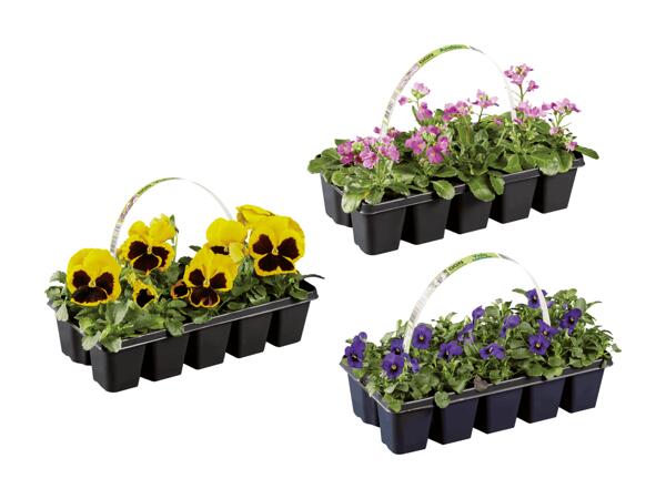 Fleurs printanières